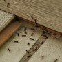 Contrat annuel de désinsectisation fourmis