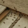 Contrat annuel désinsectisation fourmis