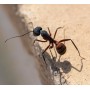 Contrat annuel de désinsectisation fourmis