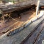 Désinsectisation Chenilles processionnaires