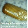 Contrat annuel de désinsectisation blattes ou cafards