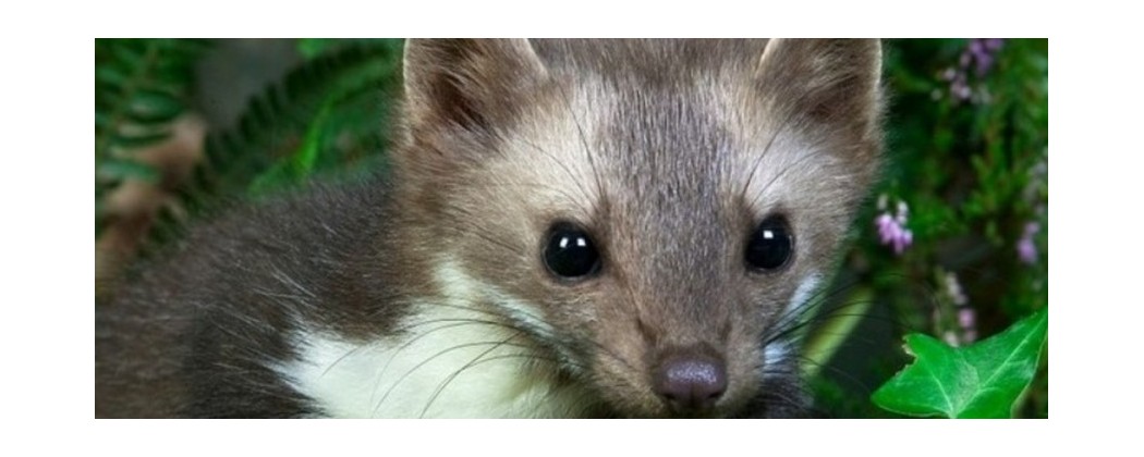 Lutte écologique anti fouine