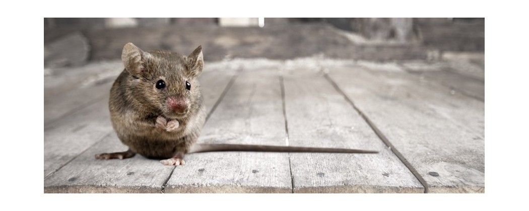 La dératisation rats et souris