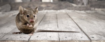 La dératisation rats et souris