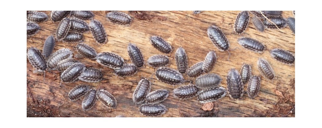 Lutte anti cloportes