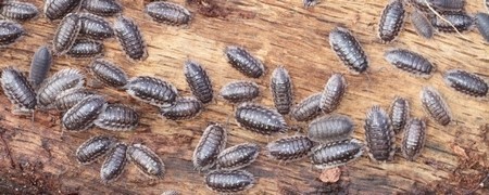 Lutte anti cloportes