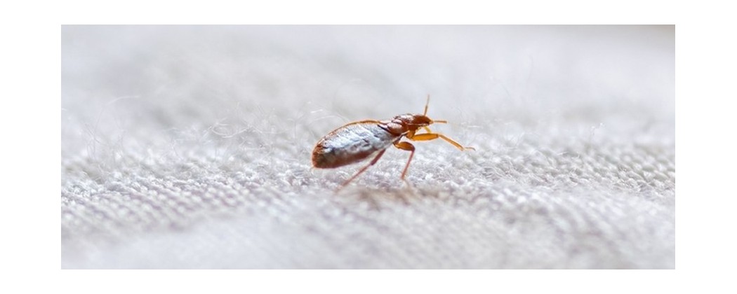 Lutte anti punaises de lit