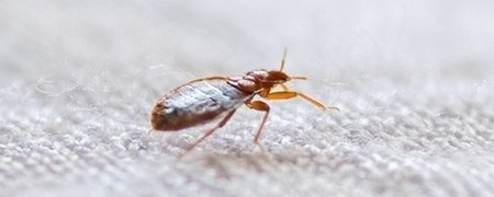 Lutte anti punaises de lit