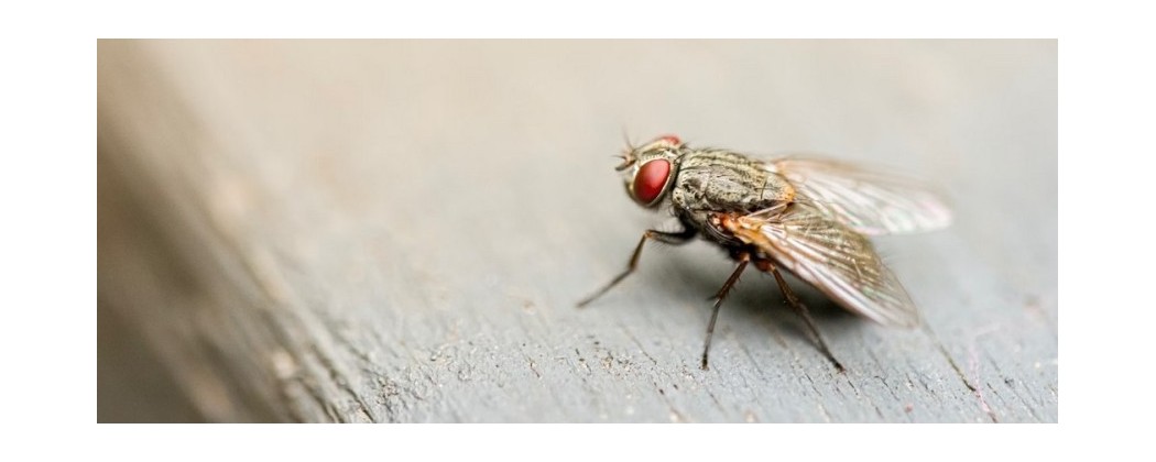 Lutte anti mouches et moucherons
