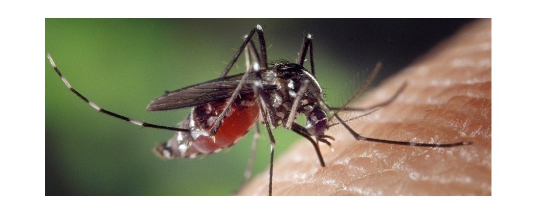 Lutte anti moustiques