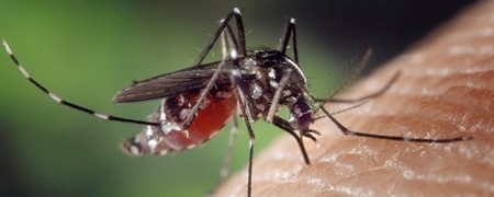 Lutte anti moustiques