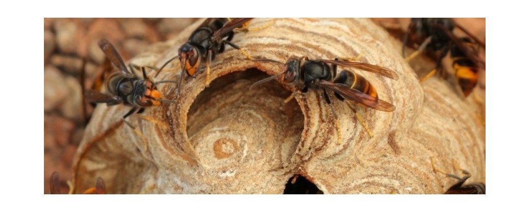 Lutte anti Guêpes et Frelons