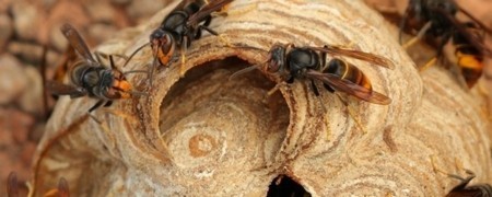 Lutte anti Guêpes et Frelons