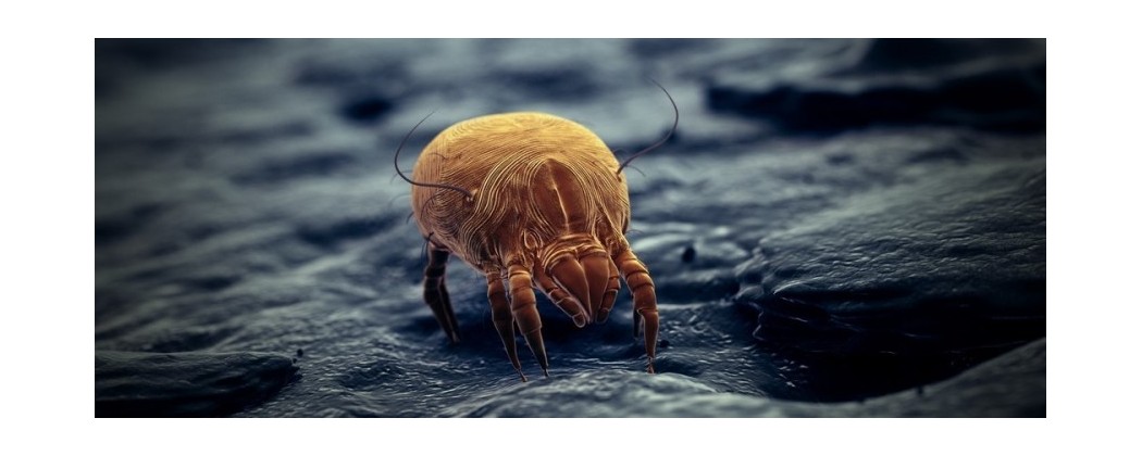 Lutte anti Acariens et Gale