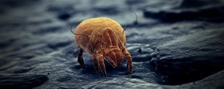 Lutte anti Acariens et Gale