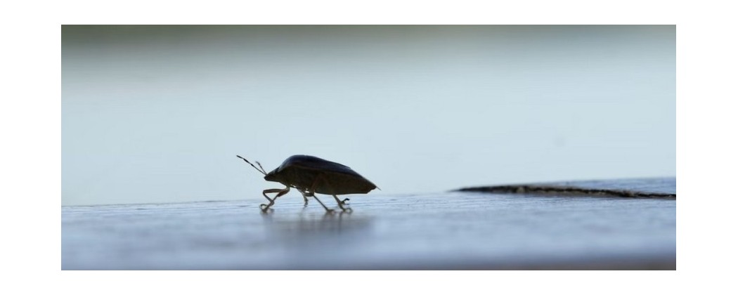 Lutte anti punaises des bois