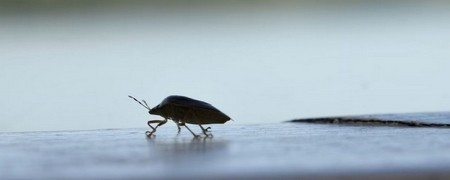 Lutte anti punaises des bois