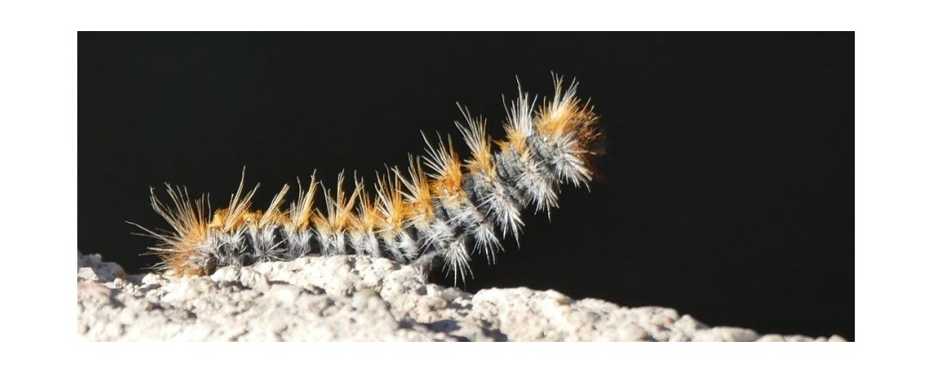 Lutte anti chenilles processionnaires