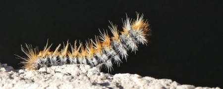 Lutte anti chenilles processionnaires