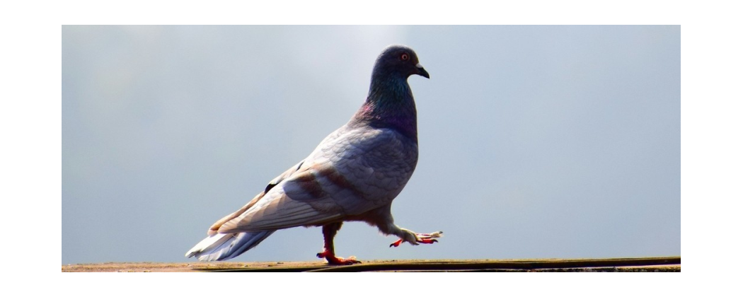 Lutte anti Pigeons et volatiles