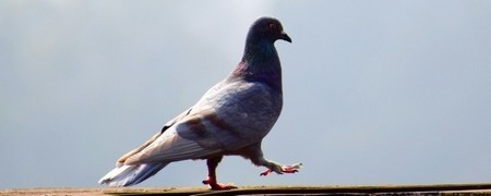 Lutte anti Pigeons et volatiles