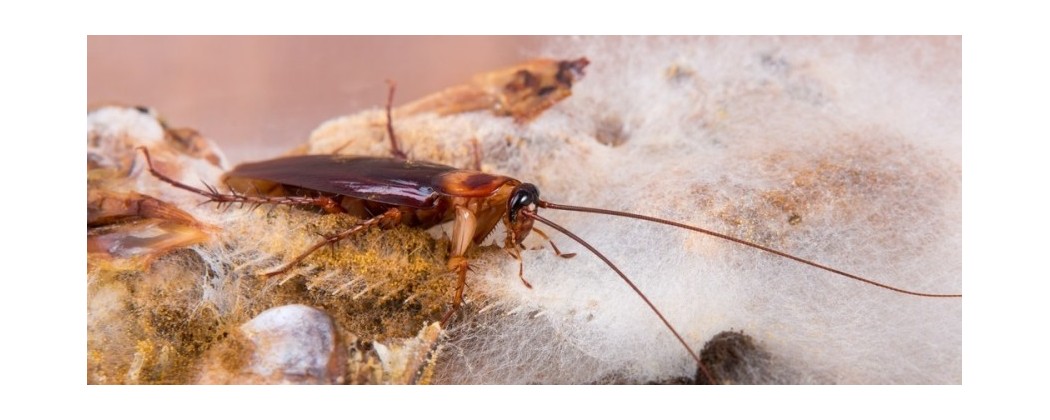 Lutte anti Cafards & Blattes