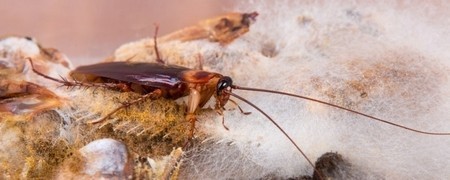 Lutte anti Cafards & Blattes