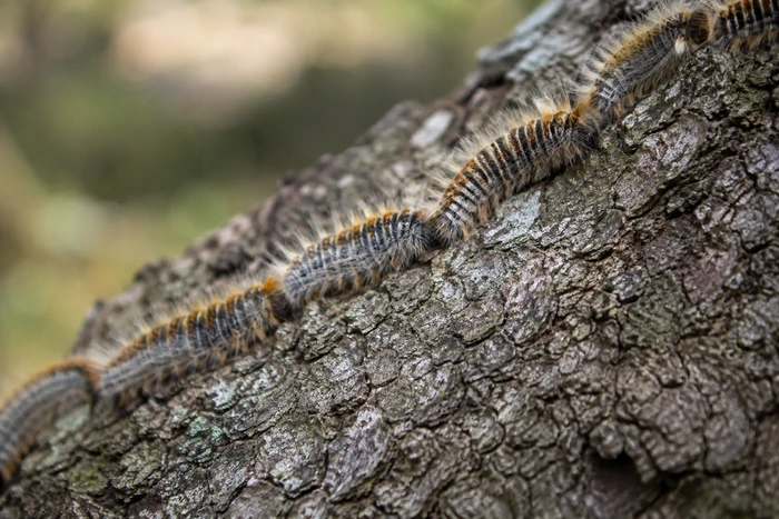 File de chenilles velues progressant sur l’écorce d’un arbre, photographiée en gros plan.