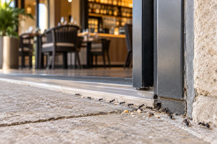 Fourmis longeant un joint de sol et une ouverture au seuil d'un restaurant, à proximité de miettes.